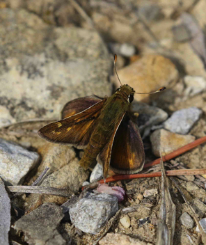 Cobweb Skipper
male